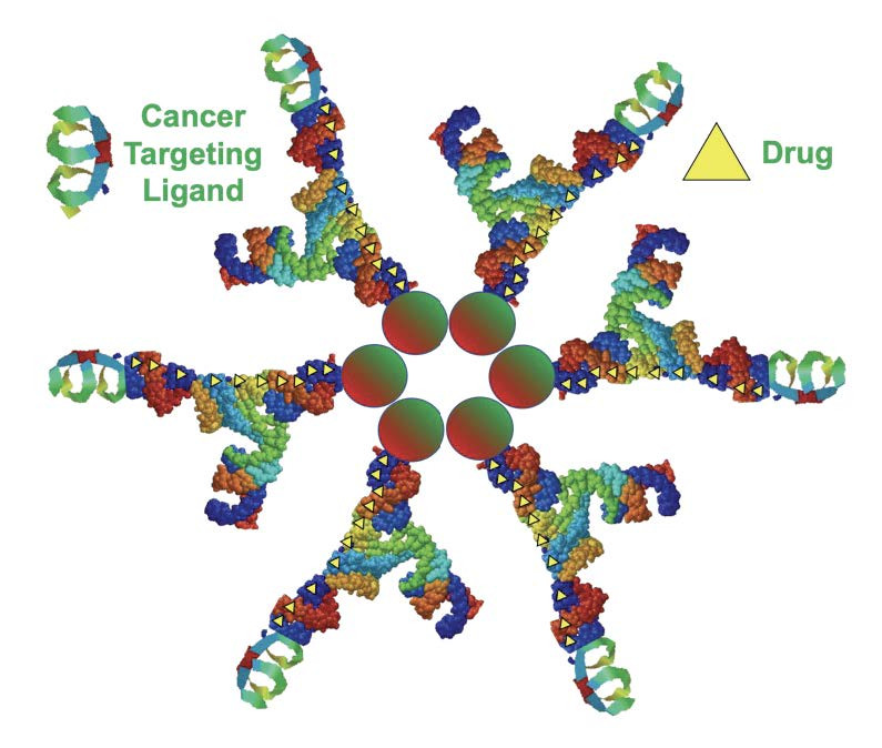 Image of the RNA micelle particle used to treat metastatic colorectal cancer tumors in mouse lungs.