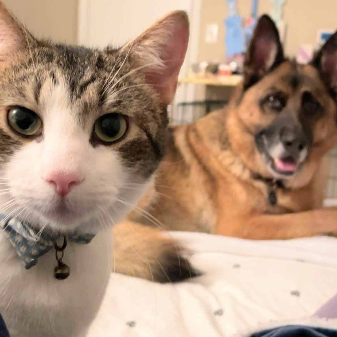 Photo of Michi's dog and cat