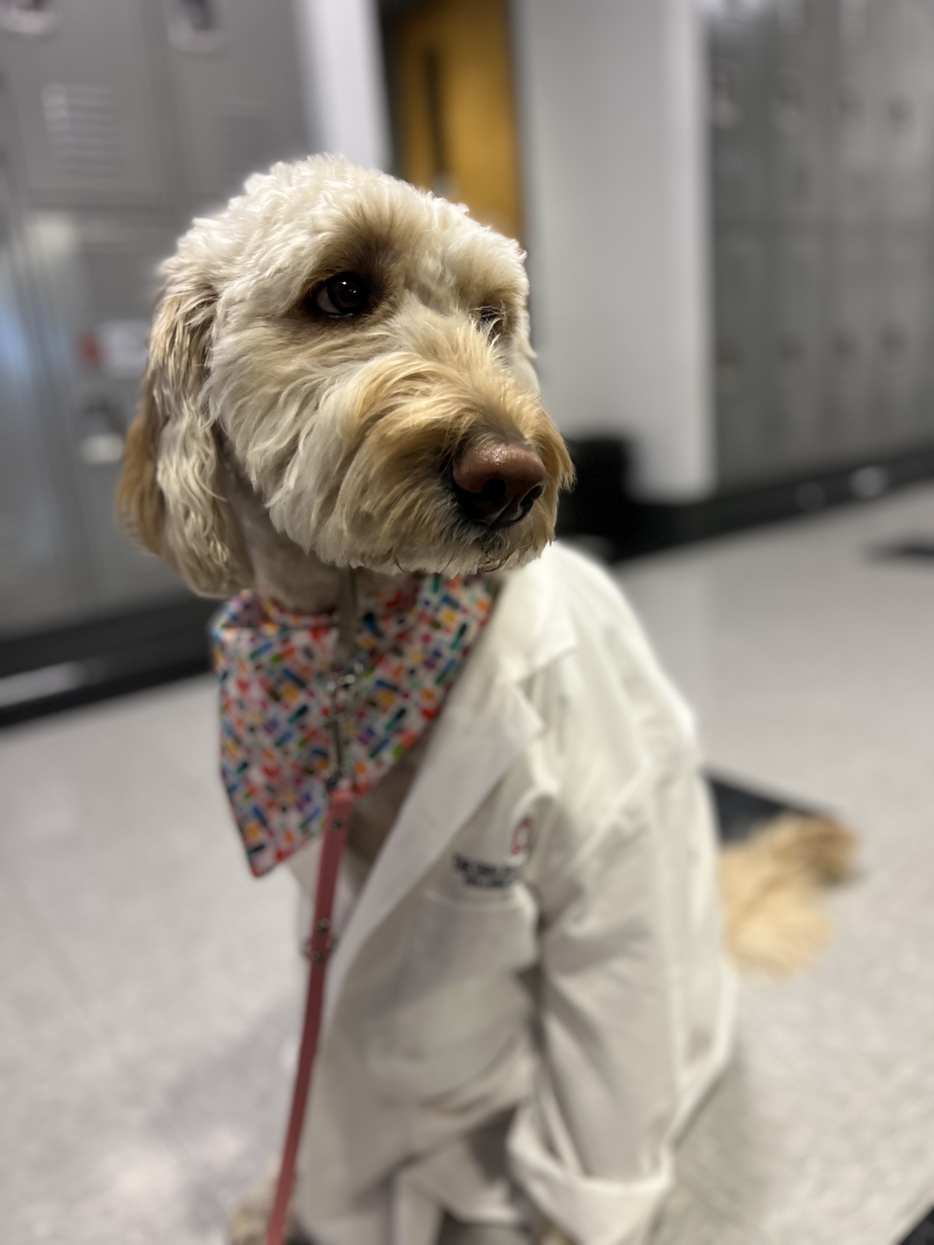 Springer in a lab coat