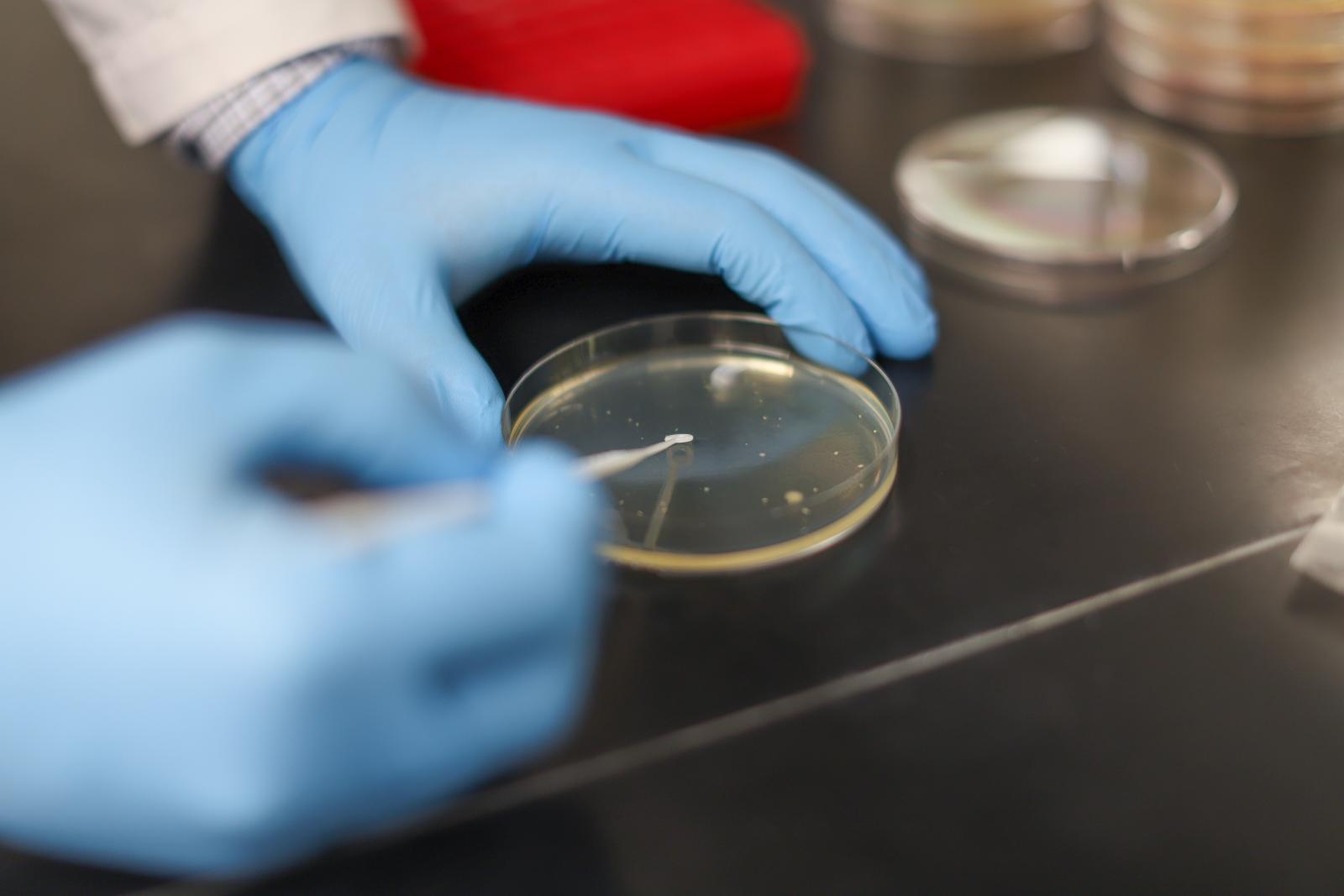 hands in gloves using petri dish